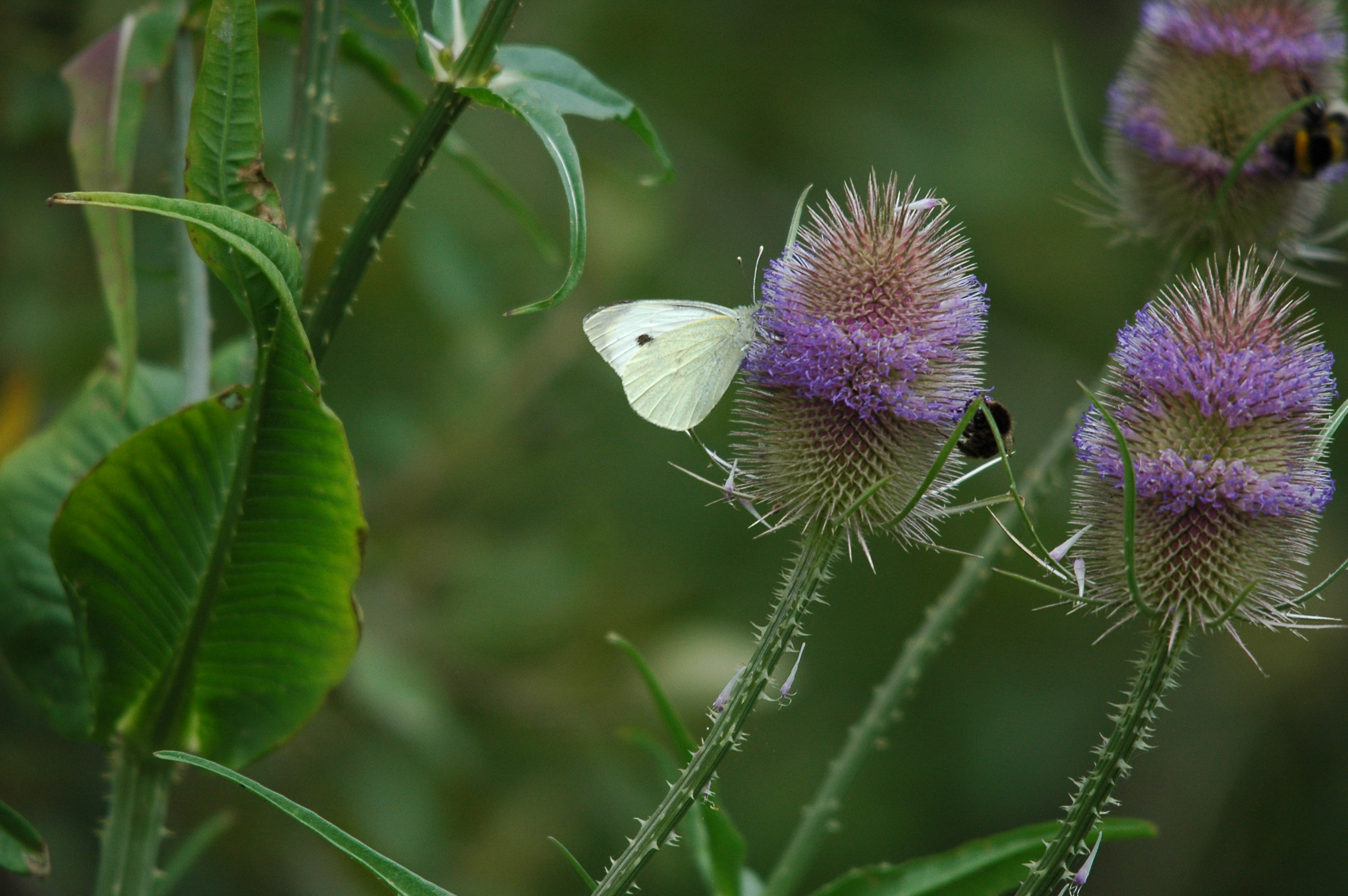 photos/wildlife/Invertebrate_Species/Butterflies/Small White/dsc_2713.jpg